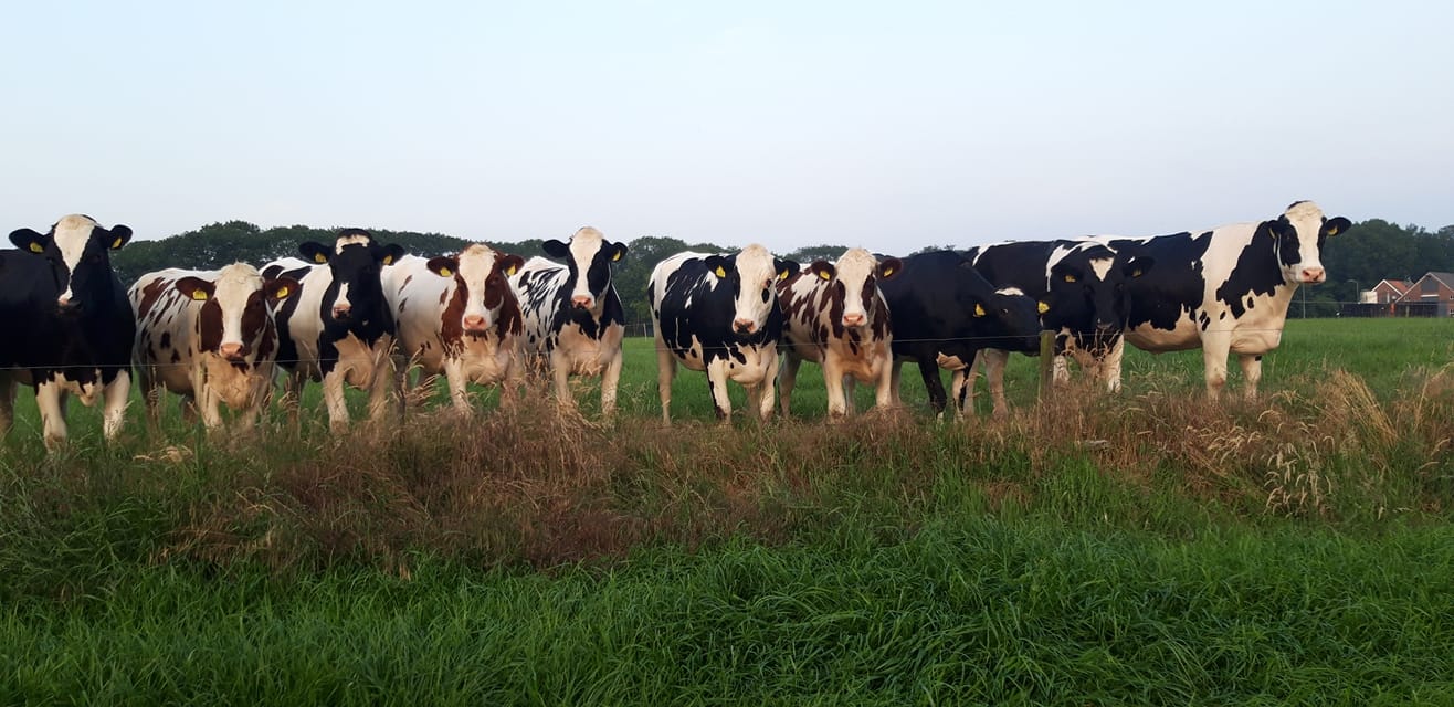 Duurzame kringloop binnen eigen boerderij.